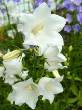 SHIPPED FROM US 1000  White Peach Leafed Bellflower Campanula Flower Seed, LC03 - £16.78 GBP