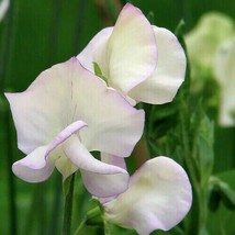 10 Snow White Sweet Pea Lathyrus Belinensis Flower Seeds Fresh Garden - $13.50