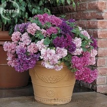 50 Imported Double Corrugated Mixed Purple Petunia Beautiful - $6.11