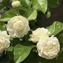 Jasminum sambac &#39;Grand Duke of Tuscany&#39; Live Plant Arabian Jasmine Fragrant - $17.90