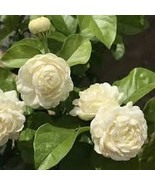 Jasminum sambac &#39;Grand Duke of Tuscany&#39; Live Plant Arabian Jasmine Fragrant - £14.25 GBP