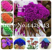 200 pcs Colorful Pteris Cockscomb (Celosia Spicata) Bonsai Flowers FRESH SEEDS - £9.29 GBP
