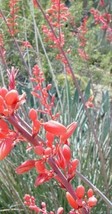 Yucca Red Yucca Drought Tolerant Flower 10 Seeds Pks FastFrom US  - £6.63 GBP