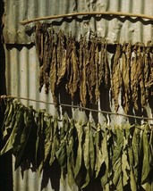 Tobacco hanging for drying near Barranquitas Puerto Rico 1941 Photo Print - $8.81+