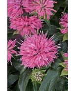 Hot 50 of Pink Bee Balm Monarda Flower Seeds Perennial USA - £6.92 GBP