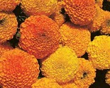 Marigold Flower Seeds 100 Seeds Cracker Jack Mix Orange Yellow Annual - £7.22 GBP