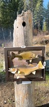 Beautiful Real Skin Large Walleye + Small Bass Taxidermy Wall Mount Art ... - £377.49 GBP