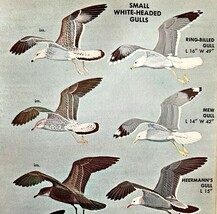 Small White Head Gull Birds Varieties &amp; Types 1966 Color Art Print Natur... - $19.99