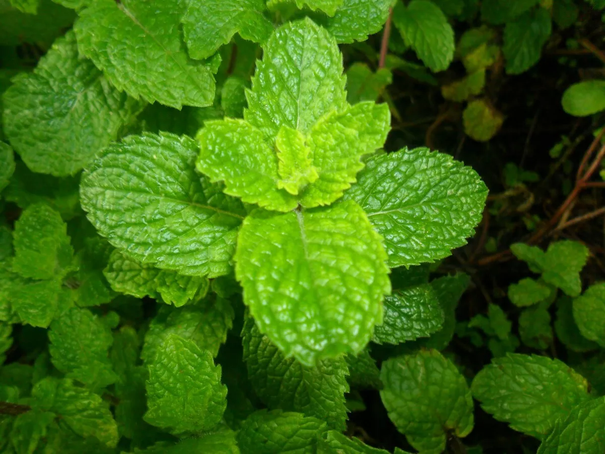 2500 SPEARMINT SEEDS - $12.98