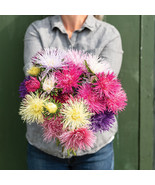 MBK Valkyrie Mix China Aster 100 Seeds Bulk Seeds - $18.45 CAD