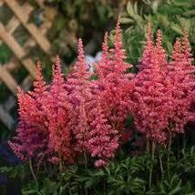 1.astilbe Rise And Shine For Home Garden - £23.43 GBP
