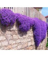 100 Creeping Thyme Bonsai Seeds Purple Flowers - $4.68