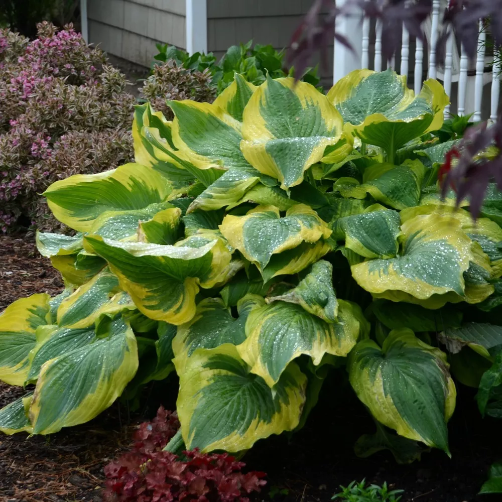 Hosta Seducer 5.25 Inch Pot Well Rooted Plant - $34.28
