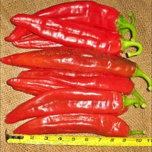 Hatch Big Jim Legacy Chile Hot Pepper Open Pollinated Vegetable Seeds Fresh Gard - $14.30