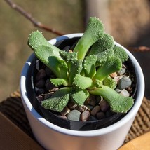 Aloinopsis Luckhoffii Seeds - Rare Succulent Plant Kit (10), Exotic Gardening &amp;  - £7.59 GBP