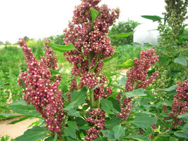 BPA 100 Seeds Organic Cocoa Cherry Quinoa Grain Chenopodium Quinoa Red &amp; BrownFr - £7.91 GBP