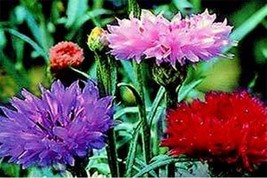 SEPTH Bachelor Button- Cornflower- Tall Mix colors- 200 Seeds- BOGO 50% off SALE - $6.06