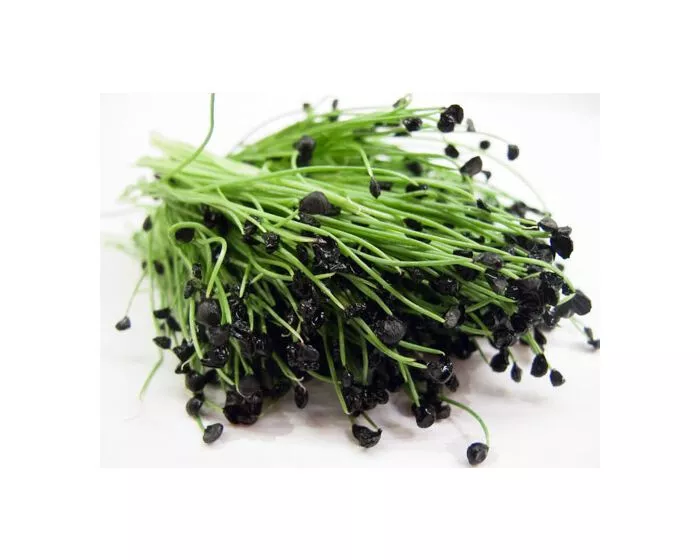 FARM 50 Garlic Chives Non-Gmo Heirloom Bulk Seeds - $9.25