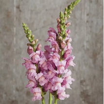 20 Seeds Snapdragon Potomac Lavender Antirrhinum majus Flower - $8.58