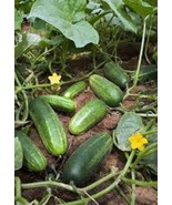 Cucumber Seed Marketer Heirloom Non GMO 500 Seeds Garden Cucumber Fast Grow - $24.73