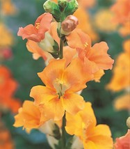 25 seeds Snapdragon Chantilly Light Salmon Quick Bloom Power Packs - $9.95