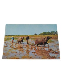 Postcard Rice Cultivation In Thailand Ploughing with Buffaloes Chrome Un... - $4.15