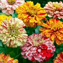 50 Candy Stripe Zinnia Mix Seeds Flower Seeds Garden Fast Shipping - $5.90