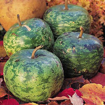 HS  25+ Apple Gourd Squash Seeds For Garden Planting - USA  - $6.92