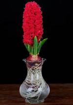 True Hyacinth Bulb, 1 Pcs Seeds D - $18.35