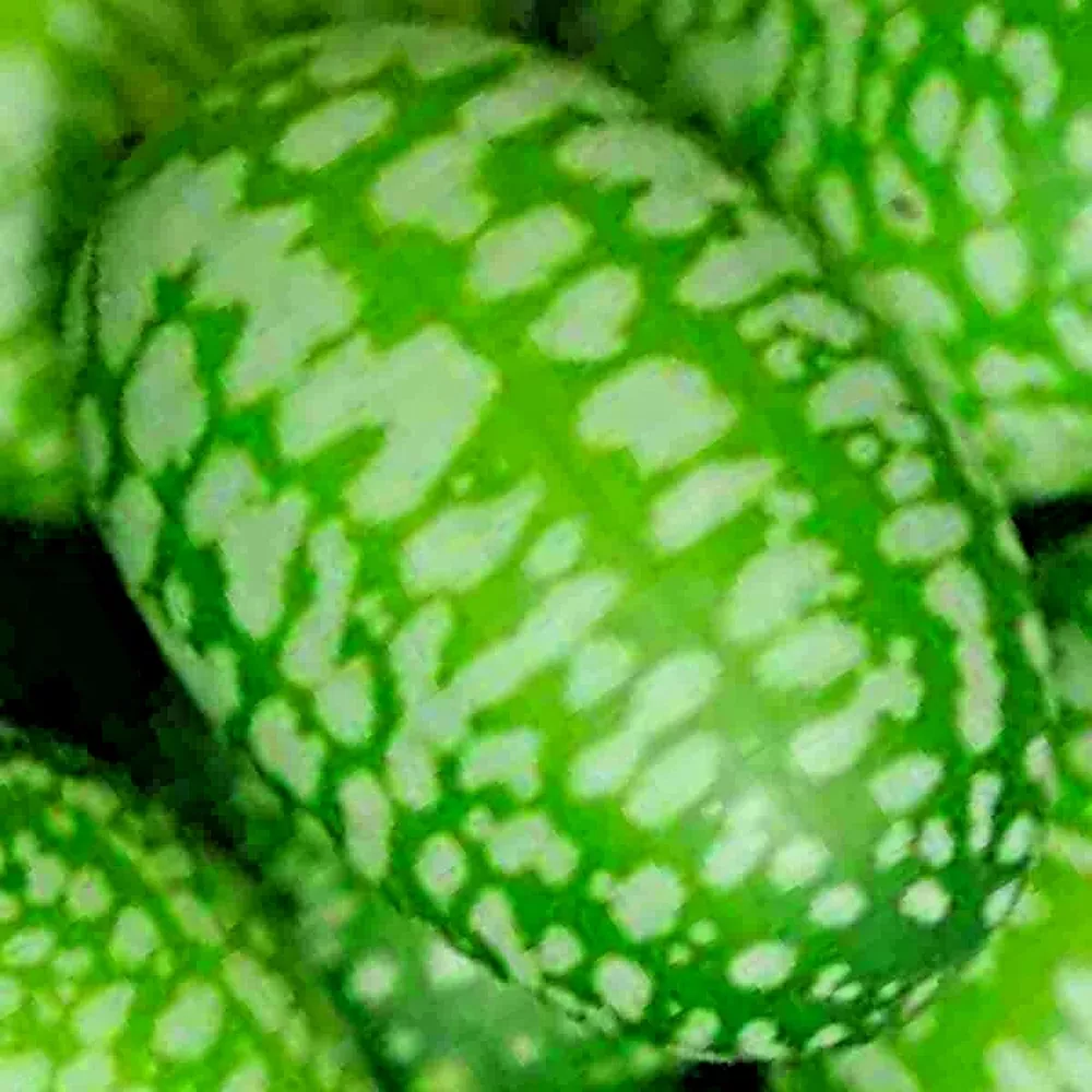 20 Cucamelon Seeds Mouse Melon Vegetable Superior Cucumber Heat Drought ... - £3.74 GBP