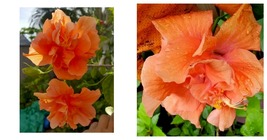 WELL ROOTED TROPICAL DOUBLE ORANGE HIBISCUS 5 TO 7 INCHES LIVE PLANT - $29.99