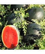 VCS Black Diamond Watermelon 10 300 Seeds Tough Rind Large Fruits Up To ... - €11,97 EUR