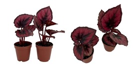 2 Plants in 2&quot; Pots - Red Rex Begonia Plant - Easy House Plant - Live Plant - £27.45 GBP