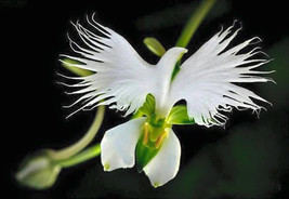 5 White Dove/Egret Flower Seeds-1358 - £3.16 GBP