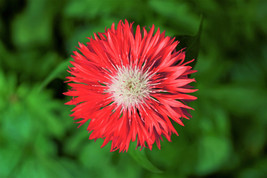 Guashi Store 750 Seeds Red Bachelor&#39;S Button Cornflower Centaurea Cyanus Flower - £7.87 GBP