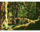 Rain Forest Olympic National Forest Washington WA UNP Chrome Postcard G16 - $2.92