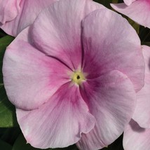 USA SELLER Vinca Seeds Vinca Vitalia Icy Pink 25 Thru 100 Seeds Flower S... - $19.00