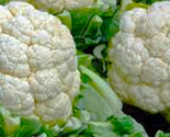 Snowball Y Improved Cauliflower 200 Seeds Non-Gmo Fast Shipping - £6.40 GBP