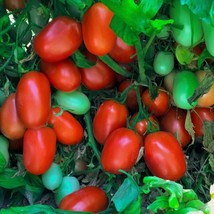 50 Seeds Shelby Tomato Vegetable Garden Edible Canning Fresh Seeds - $10.50