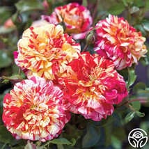 PPA 25+ Seeds All-American Magic   Flowers Easy To Grow Garden Rose - £5.13 GBP