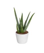 Costa Farms AV04 Decor Planter Indoor/Outdoor 4&quot; Aloe Vera - $277.71 MXN