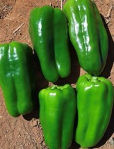 Fresh Garden Cascadura Sweet Pepper Seeds | Heirloom | Organic - £7.49 GBP