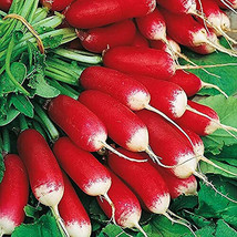 HT French Breakfast Radish Seeds 200 Seeds Non-Gmo 1095 Garden Seeds - $9.94