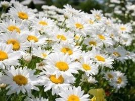 100 seeds, Daisy Flower seeds, perennial - $5.00