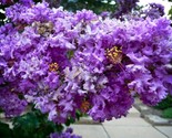 30 Purple Crepe Myrtle Crape Tree Fresh Seeds From Our Own Trees! - $7.49
