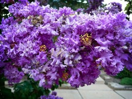 30 Purple Crepe Myrtle Crape Tree Fresh Seeds From Our Own Trees! - £5.98 GBP