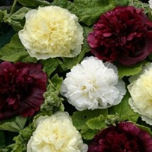 US Seller 30 Alcea Berry Cheesecake Double Hollyhock Flower Seeds Mix Fresh Seed - $14.98