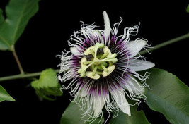 GIB Passiflora edulis var. flavicarpa | Passion Vine | 10 Seeds - £10.39 GBP