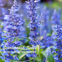 Scarborough Seeds 500 Hyssop Seeds Bees &amp; Butterflies Blueviolet - £5.15 GBP