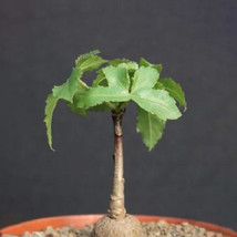 SL 2Pcs Cussonia Natalensis SL Seeds Good Bonsai Plants - $13.82